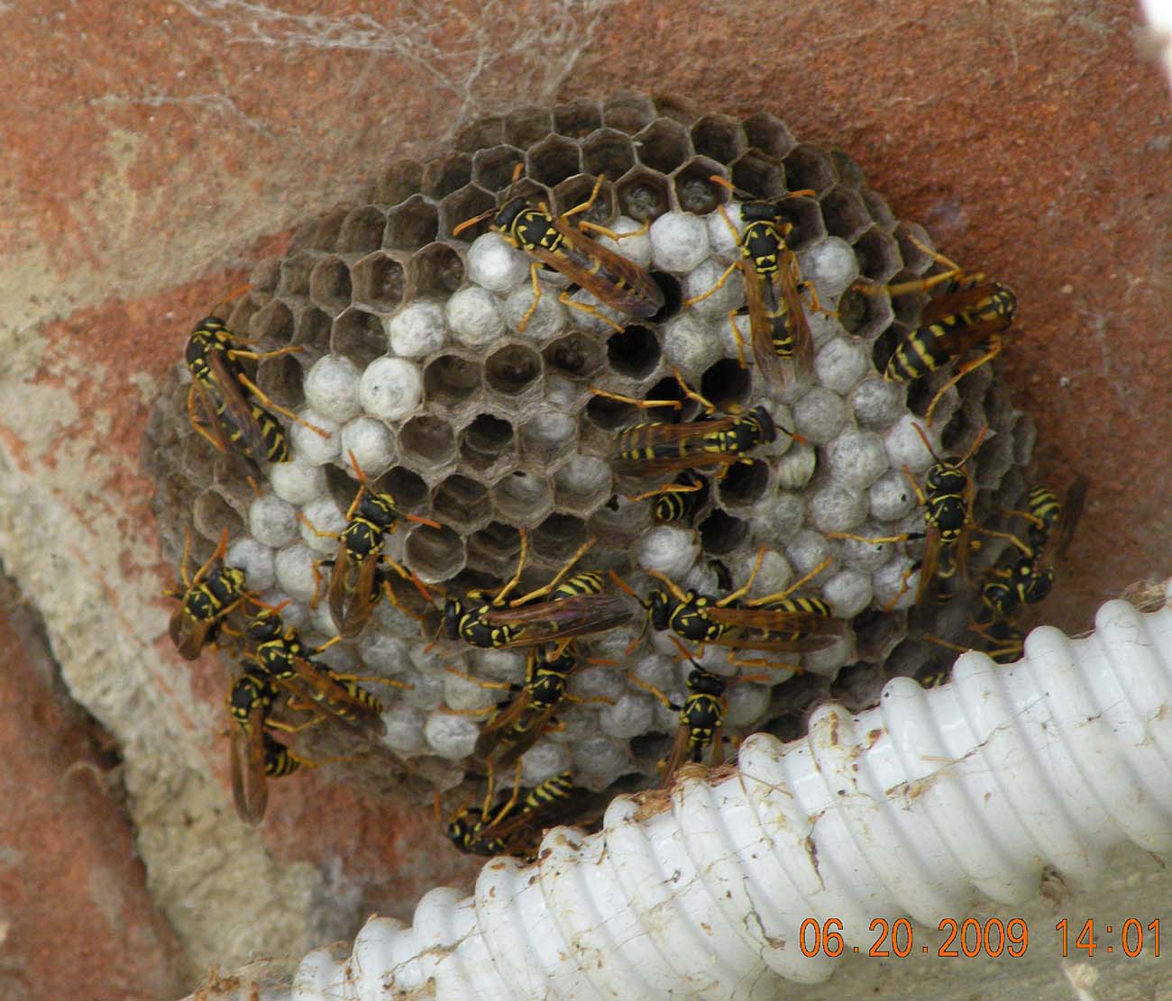 Vespaio di Polistes dominula (Vespidae)